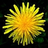 Logo for Southwest Weed Control